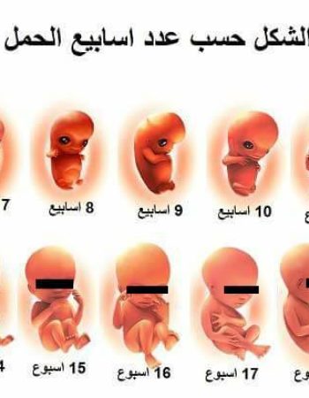 دكتور محمد مصطفى العريان استشارى  النساء والتوليد وعلاج العقم