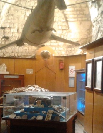 متحف الاحياء المائية بالاسكندرية 2